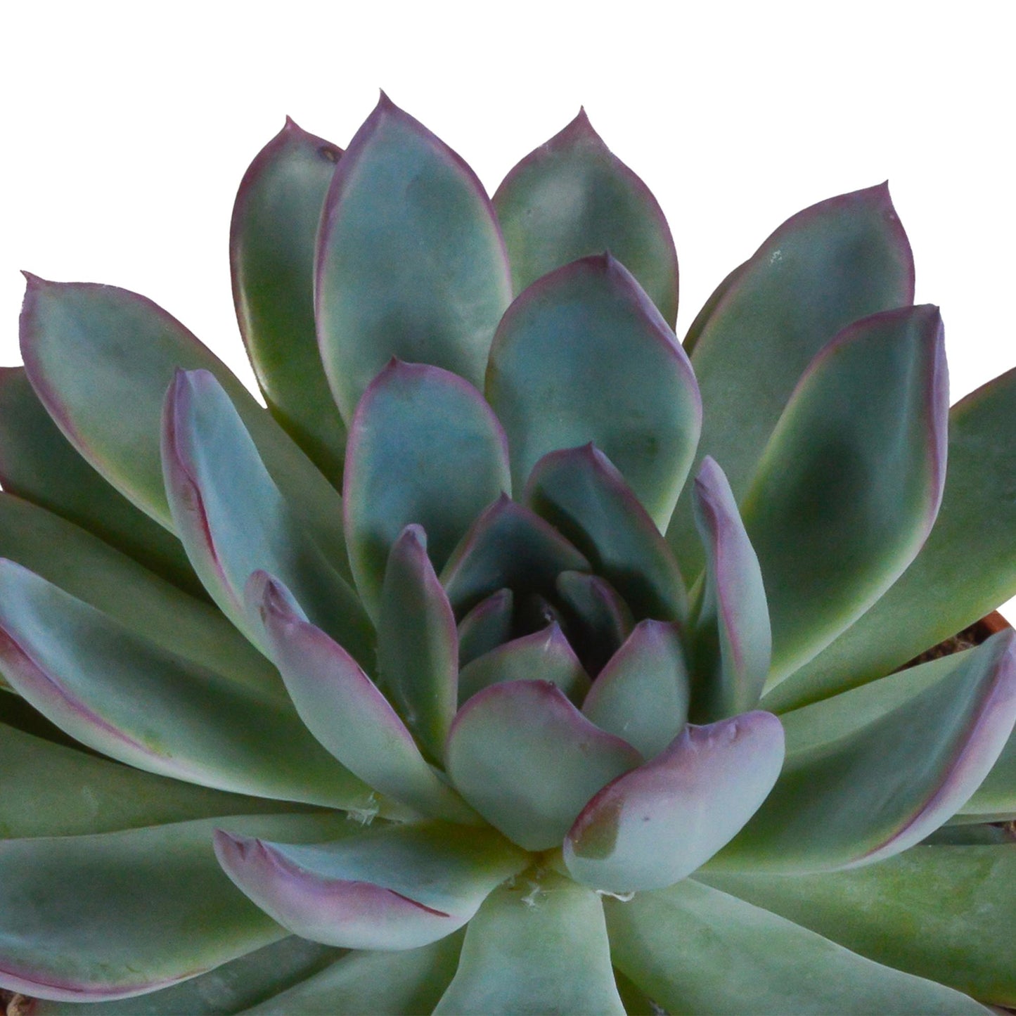 Echeveria Mix - 10,5 cm - 3x - im weißen Topf