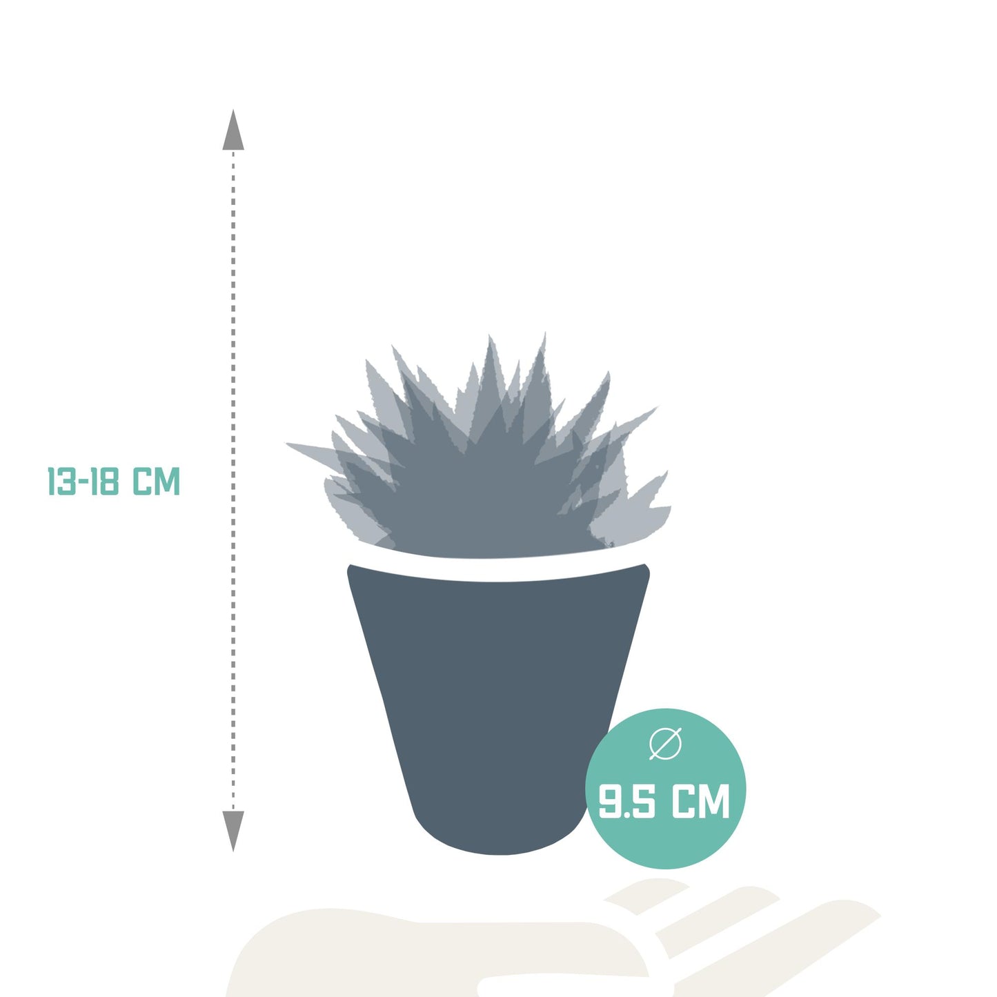 Gasteria/Haworthia-Mischung 8,5cm - 3x - im weißen Topf