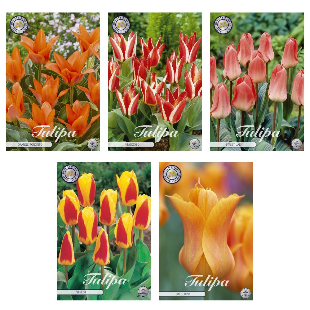 Tulpen Blumenzwiebeln Mix - 5 Sorten, 38 Zwiebeln - Greigii, Kaufmannia & Lilienblütige Tulpen