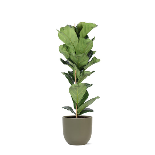 Ficus Lyrata | Majestätische Geigenfeige | Trendy Zimmerpflanze | Ø21cm Topf, ↕90cm Höhe, im Boule OLIJF Topf