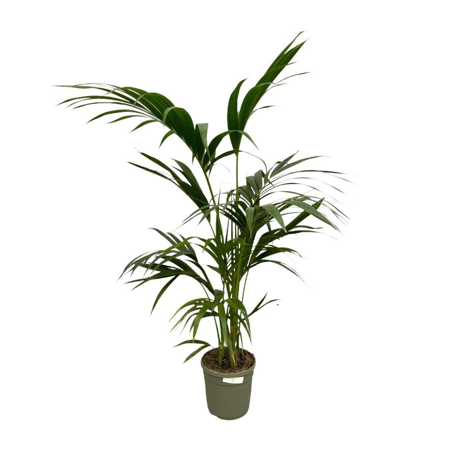 Kentia Palm - 130 cm - Ø21cm