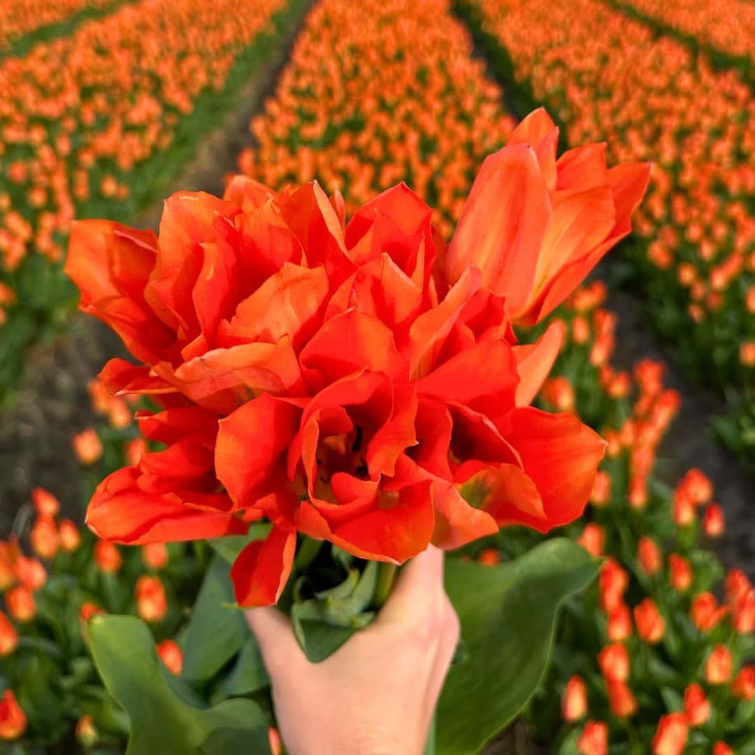 Flowerbulbs Amsterdam Orange Emperor - 15 Premium Blumenzwiebeln, Größe 12+