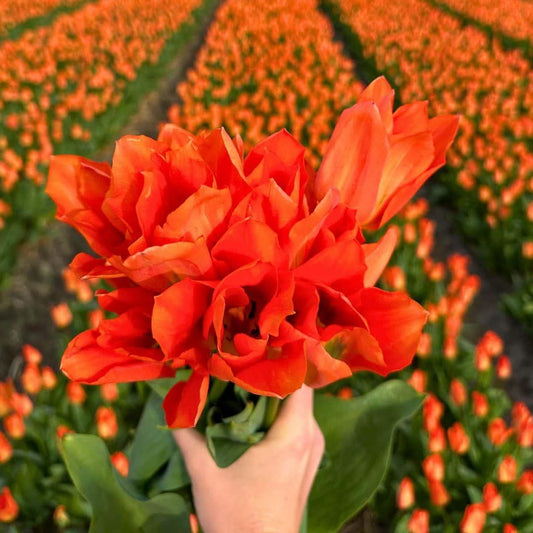 Flowerbulbs Amsterdam Orange Emperor - 15 Premium Blumenzwiebeln, Größe 12+