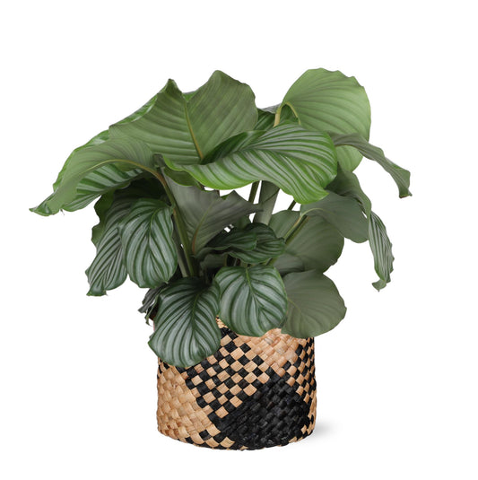 Calathea Orbifolia Ø21 cm - ↕70 cm in Albury BLACK Print Mand | Stilvolle Zimmerpflanze mit Exotischem Blattmuster