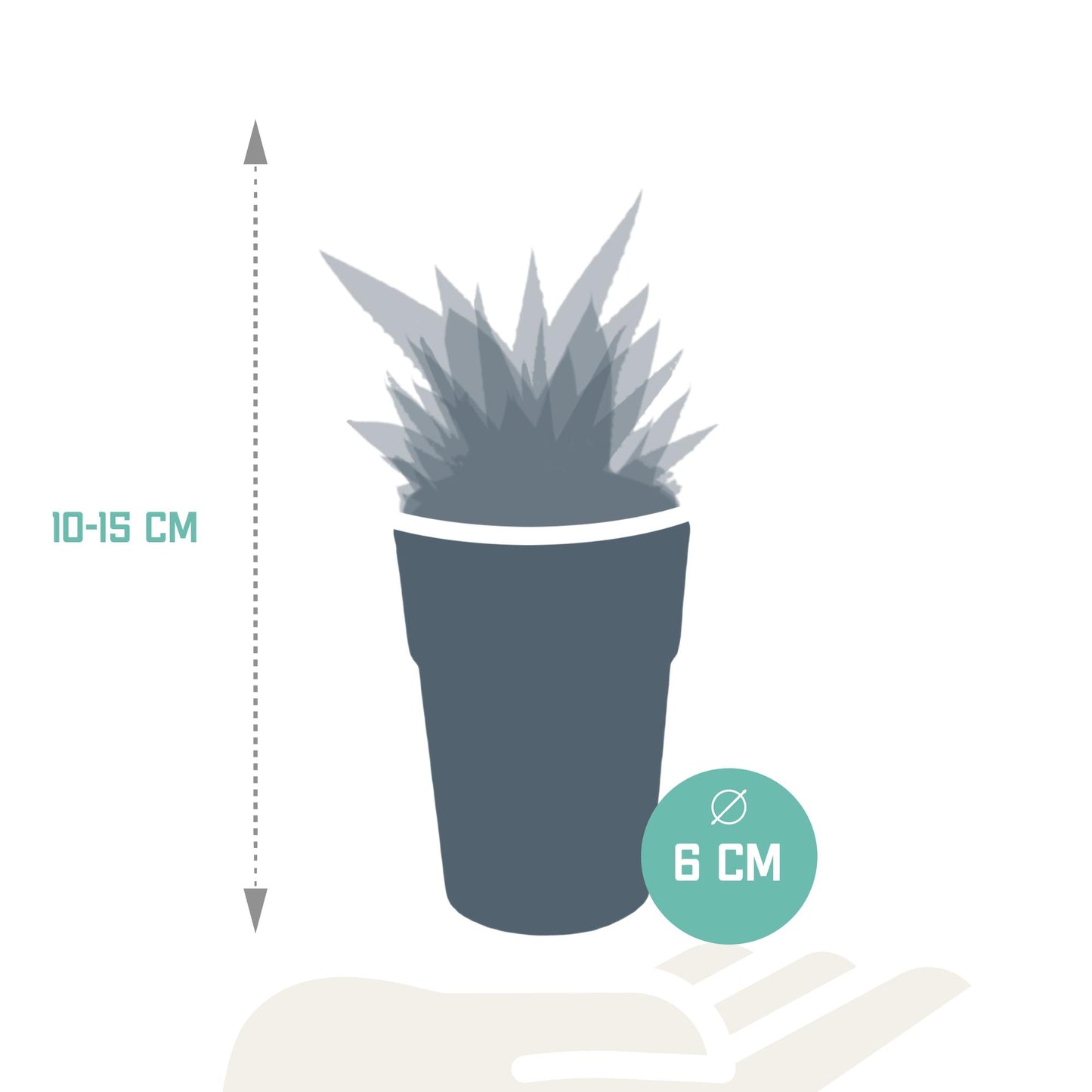 Gasteria/Haworthia-Mischung 5,5cm - 5x - in gekleurde plasticpot