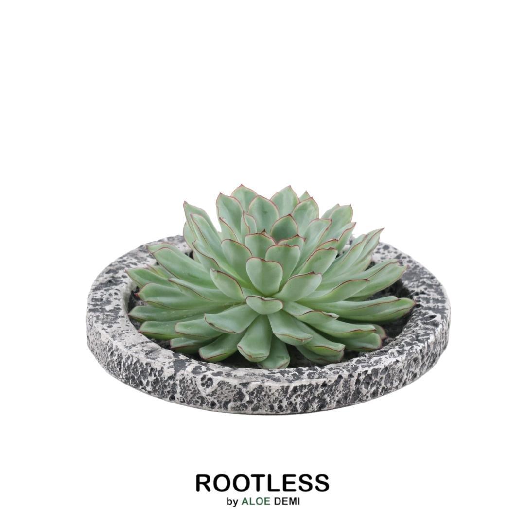 ROOTLESS Succulent Echeveria Pulidonis in Schale 'Concrete' Ø20 cm - ↕5 cm