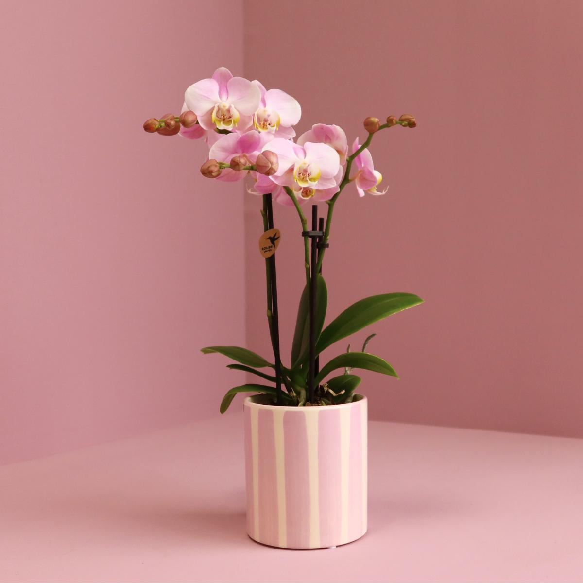 Kolibri Orchids | Rosa Phalaenopsis Orchidee Portugal + Painted Stripe Topf Rosa - Topfgröße Ø9cm | Blühende Zimmerpflanze - Frisch vom Züchter