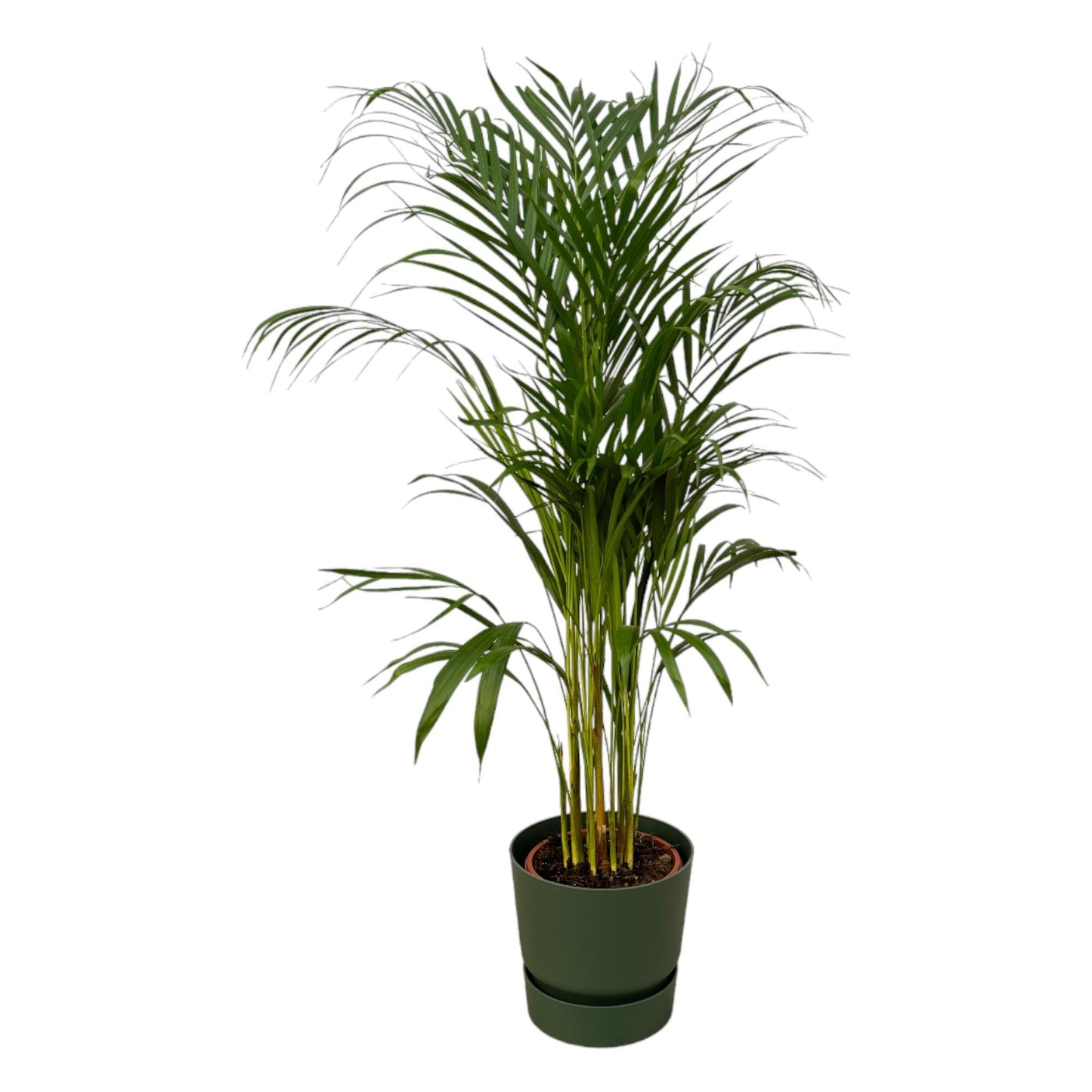 Areca-Palme - 110 cm Höhe - Ø21 cm - Inklusive Elho Greenville Round Topf (Grün) D24xH23 | Pflegeleichte Zimmerpflanze