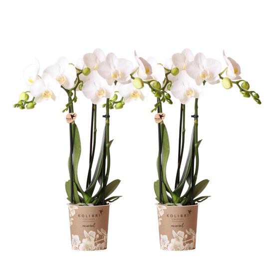 Kolibri Orchids | COMBI DEAL von 2 weißen Phalaenopsis Orchideen - Amabilis - Topfgröße Ø9cm | blühende Zimmerpflanze - frisch vom Züchter