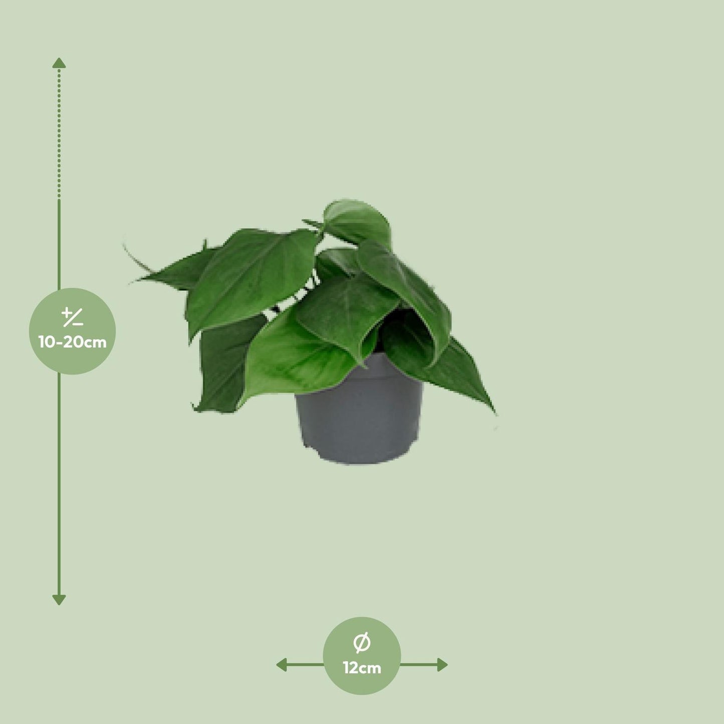 Philodendron Scandens – Kompakter Kletterphilodendron für charmante Innenräume (Ø 12 cm, Höhe 15 cm)