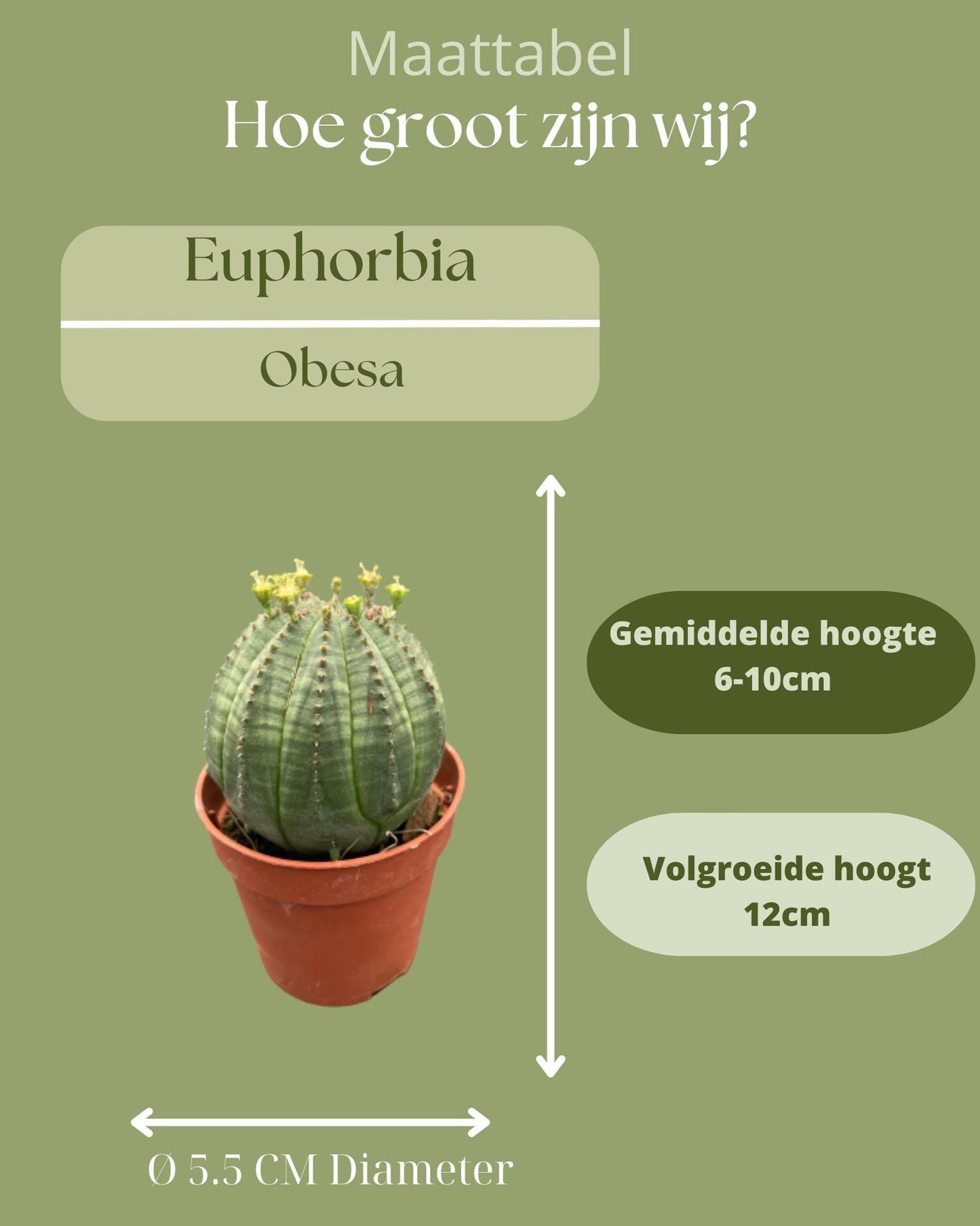 Euphorbia obesa- 5.5cmØ- 6-9cm Hoch (3 Stück)