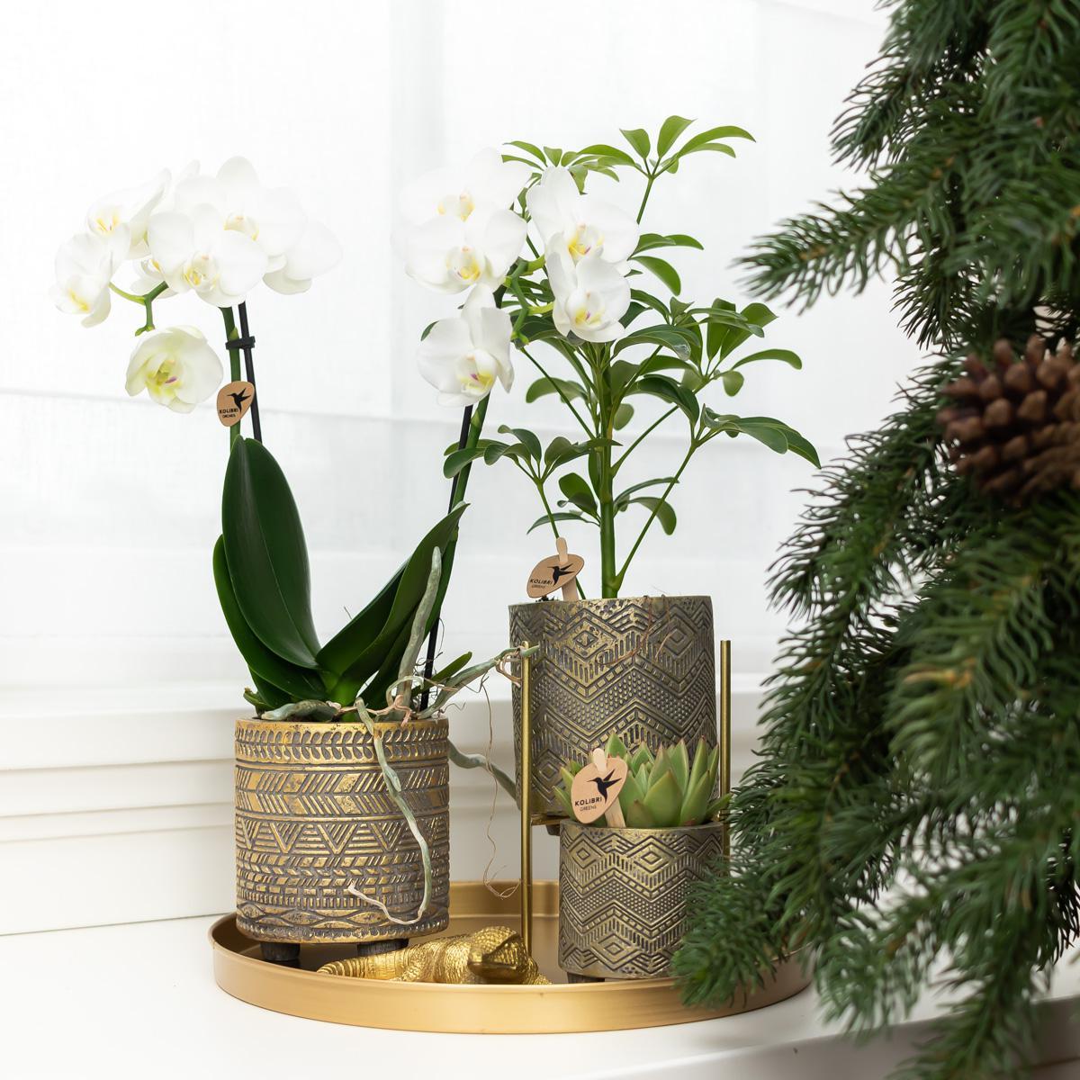 Kolibri Home | Ornament - Goldene Dekoration Eidechse