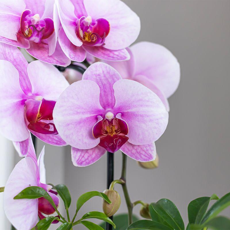 Kolibri Orchids | rosa Phalaenopsis Orchidee - Niagara Fall - Topfgröße Ø9cm | blühende Zimmerpflanze - frisch vom Züchter