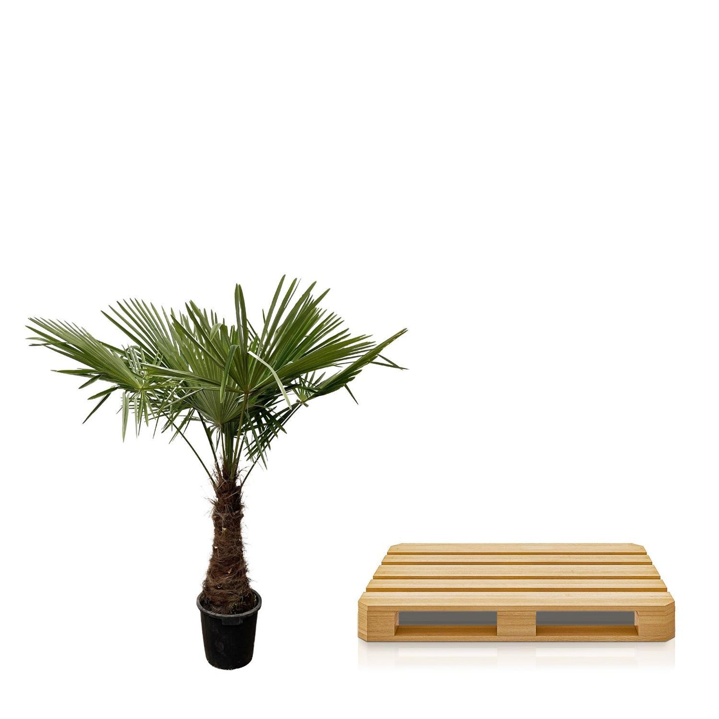 Trachycarpus - 235cm- Ø45