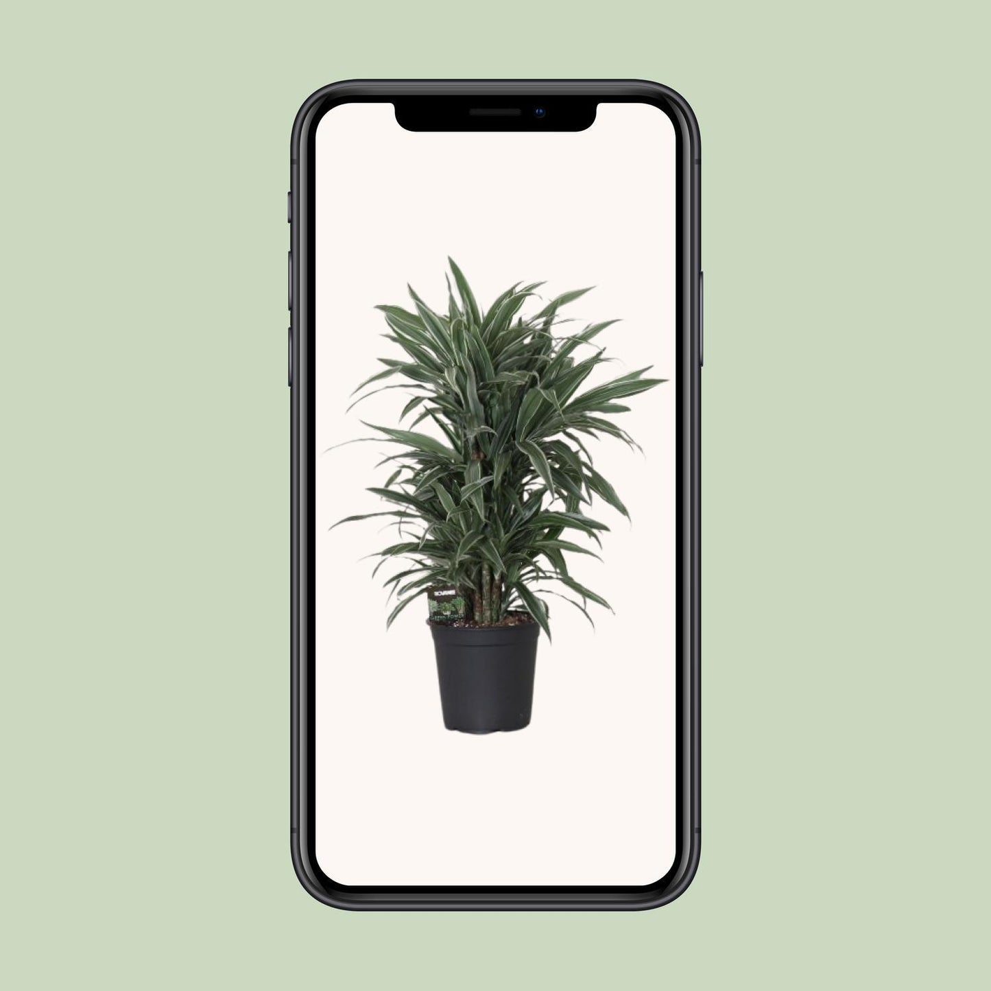 Dracaena Frag. Warneckei - Ø24cm - ↕100cm