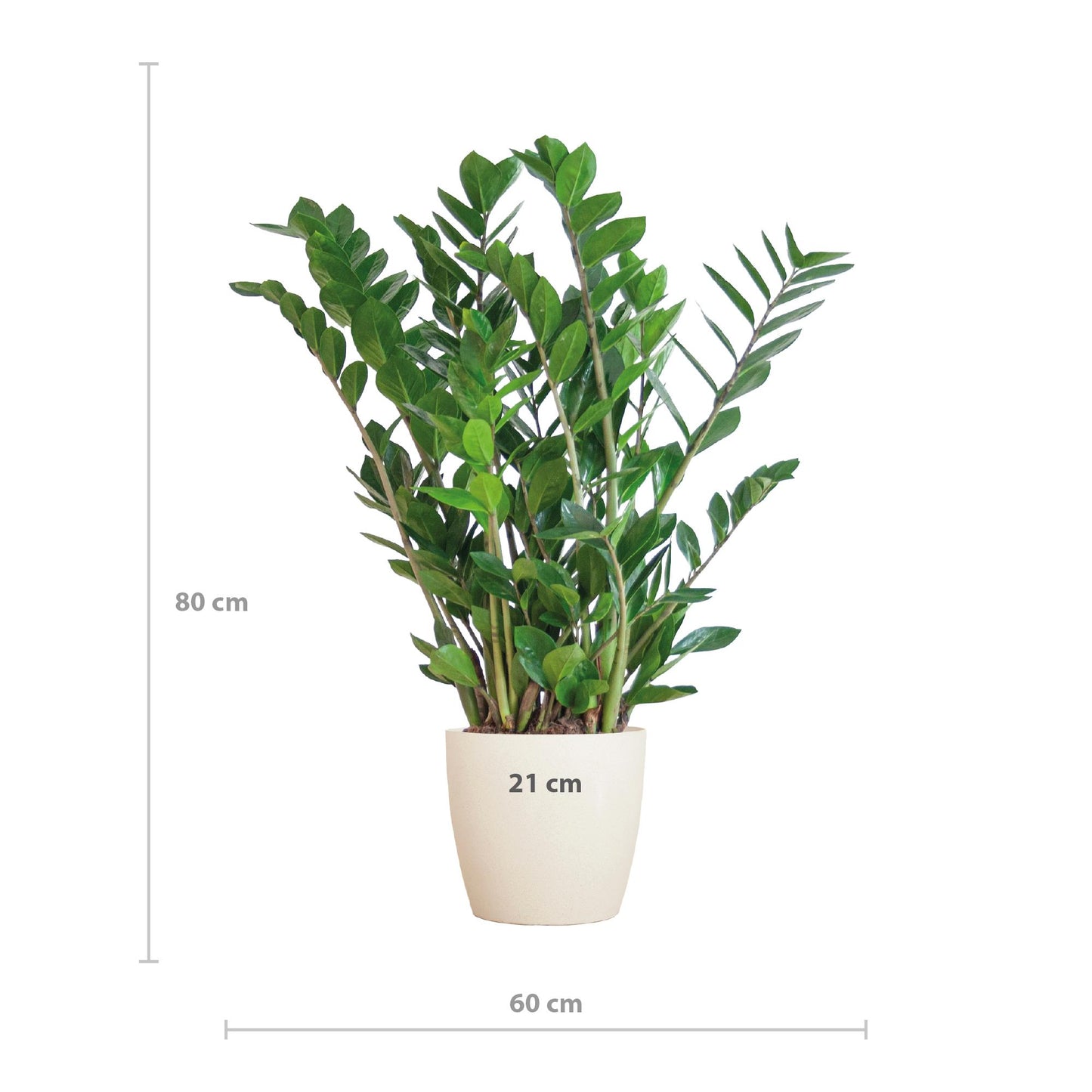 Zamioculcas Zamiifolia mit weißem Übertopf  - 80cm - Ø21