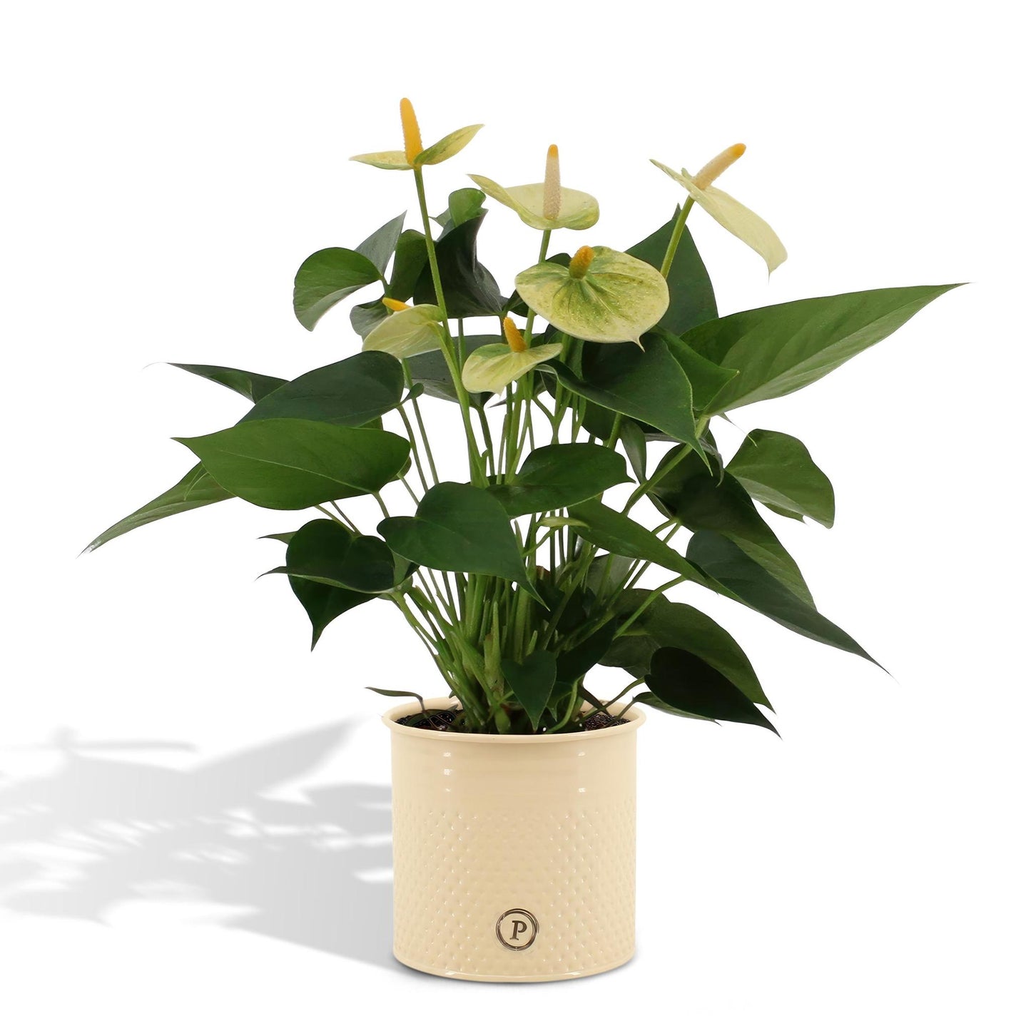 Anthurium andreanum Vanillie inkl. PURE zinktopf - 45cm - Ø12