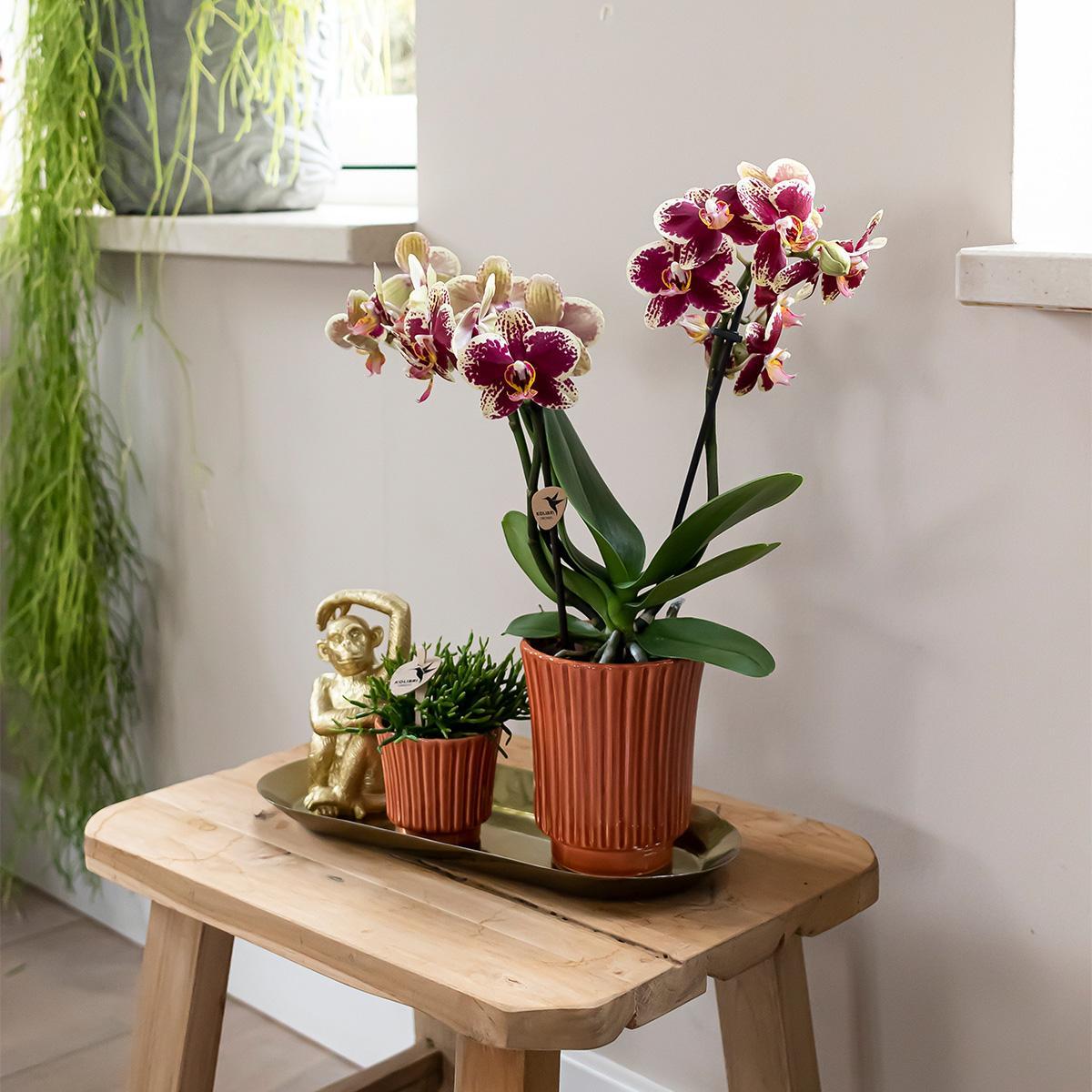 Kolibri Orchids | Gelbe rote Phalaenopsis-Orchidee - Spanien im Retro-Dekotopf Terrakotta - Topfgröße Ø9cm - 40cm hoch | blühende Zimmerpflanze - frisch vom Züchter