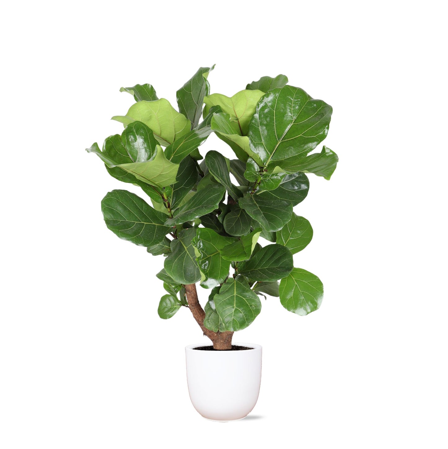 Ficus Lyrata (vertakt) Ø27cm ↕130cm in Boule WIT pot