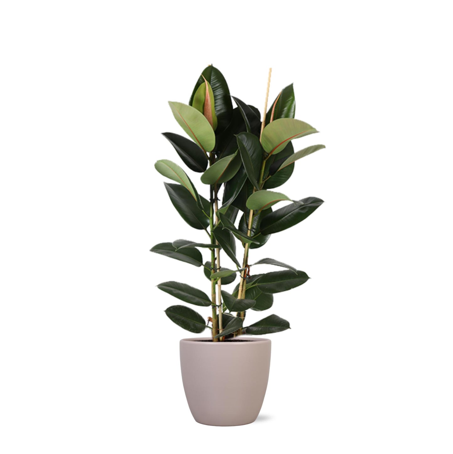 Ficus Elastica Robusta Ø24cm - ↕110cm in Boule TAUPE pot