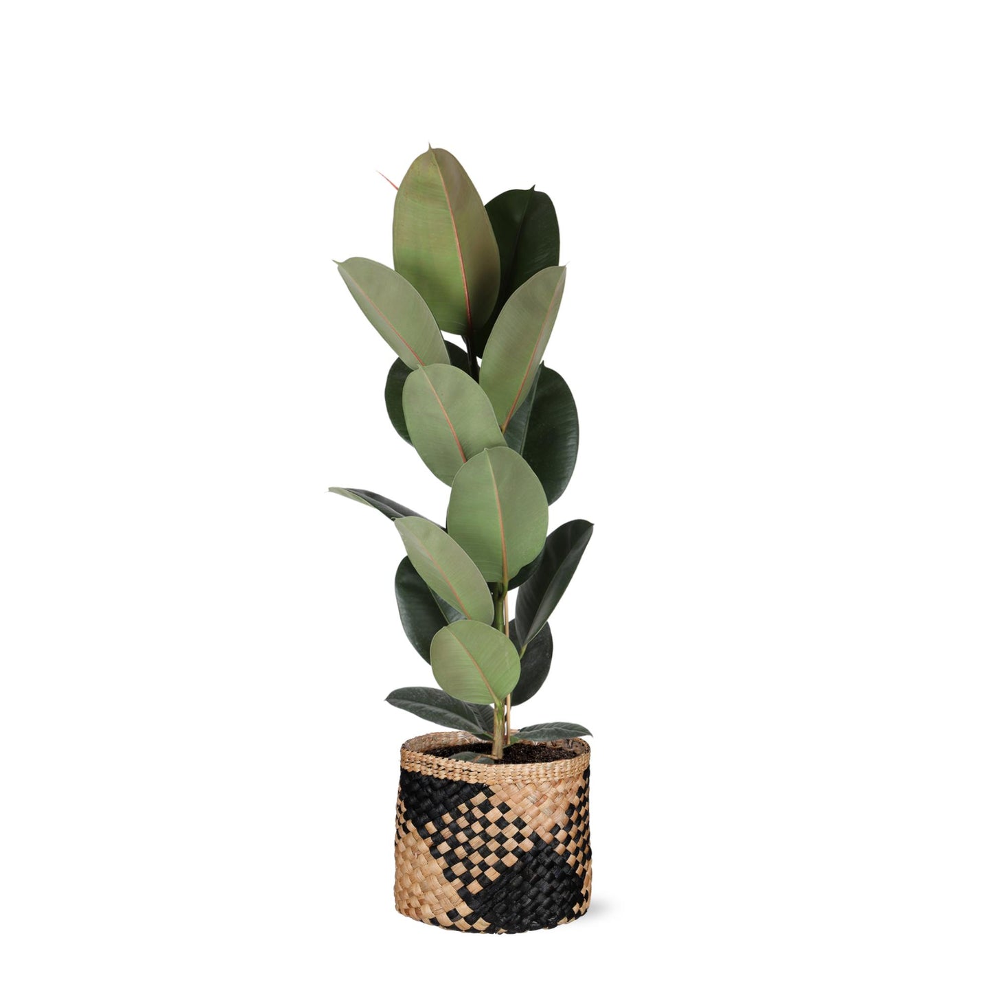 Ficus Elastica Robusta im Albury BLACK print Korb - Ø21cm - ↕ 90cm