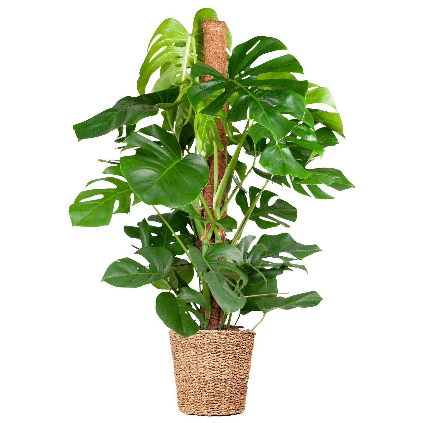 Monstera Deliciosa XL mit Korb Torun  - 120cm - Ø24