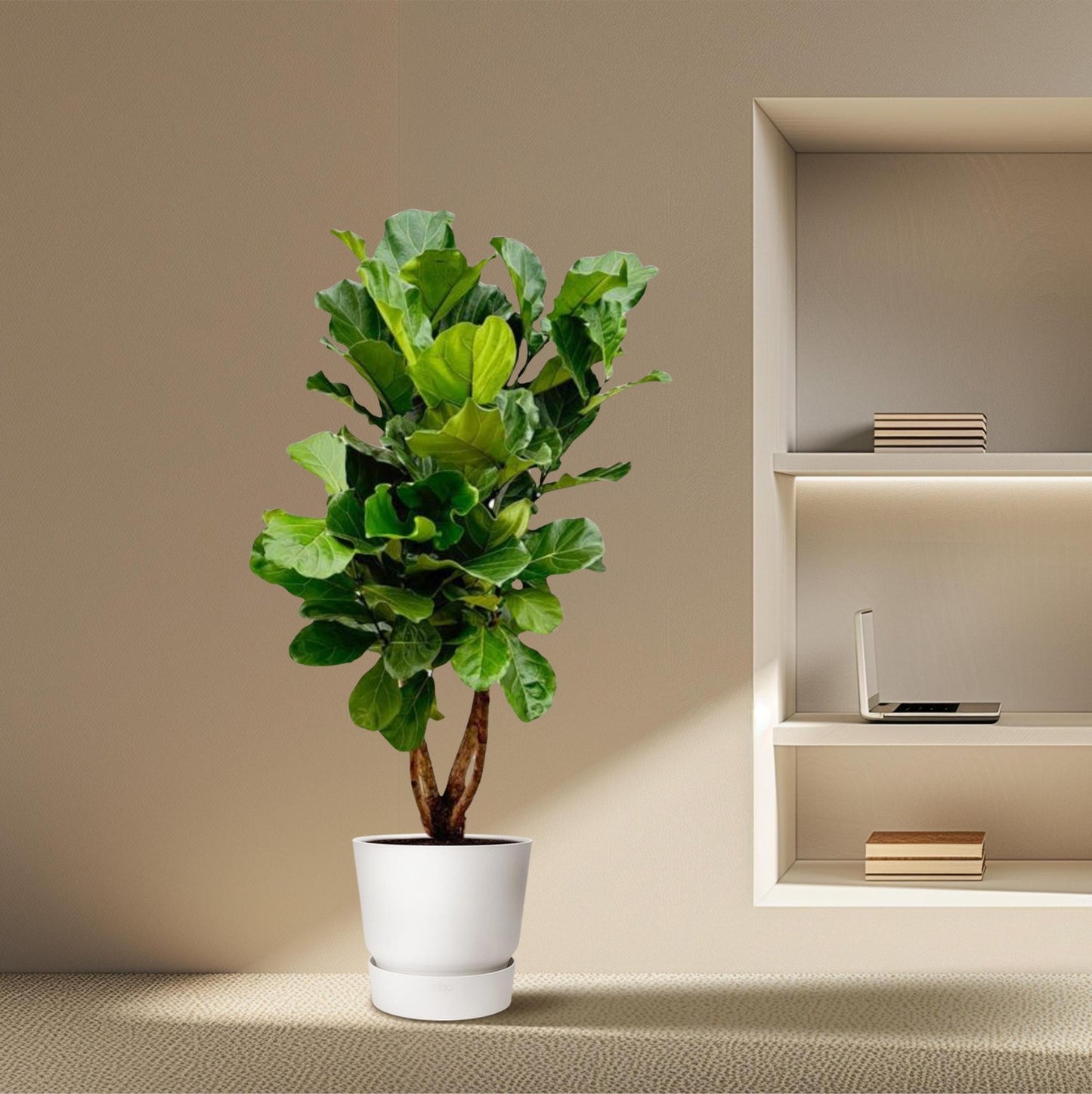 Ficus Lyrata vertakt XL - 200cm - ø32