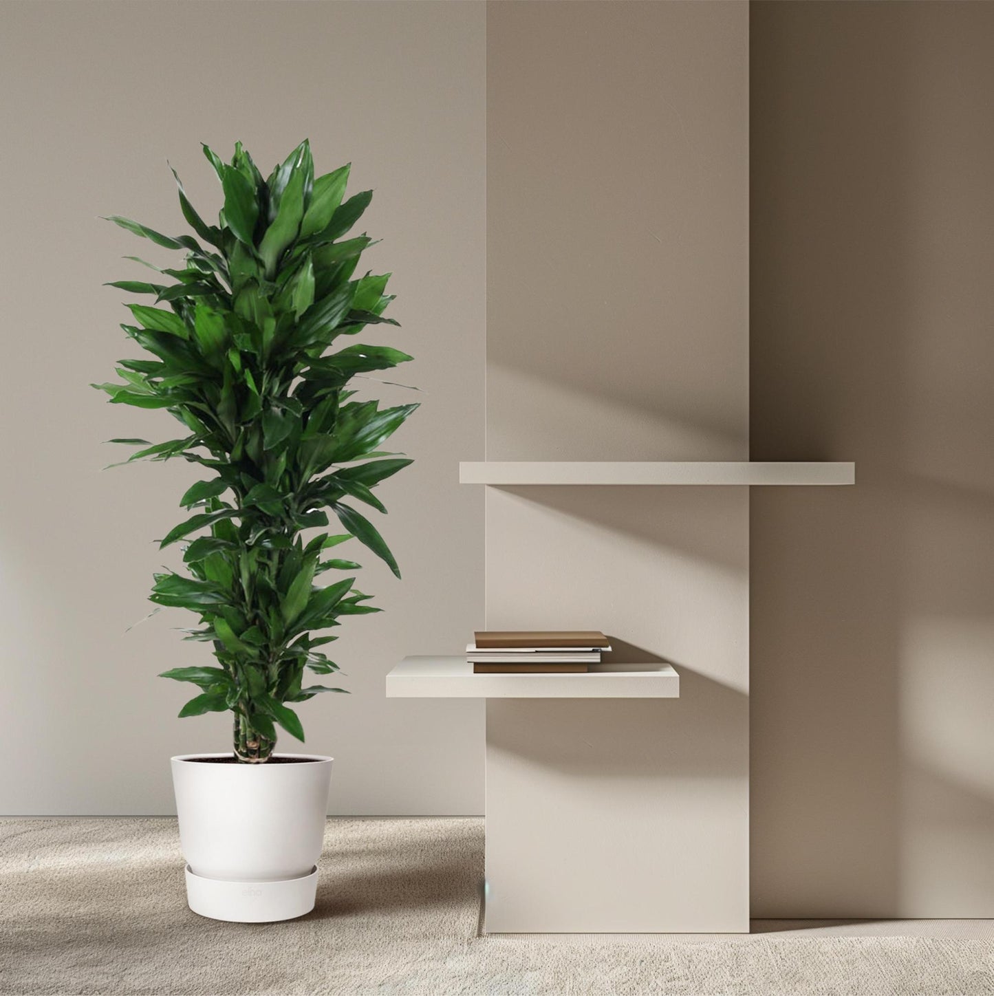 Dracaena Janet Lind vertakt - 150 cm - ø31