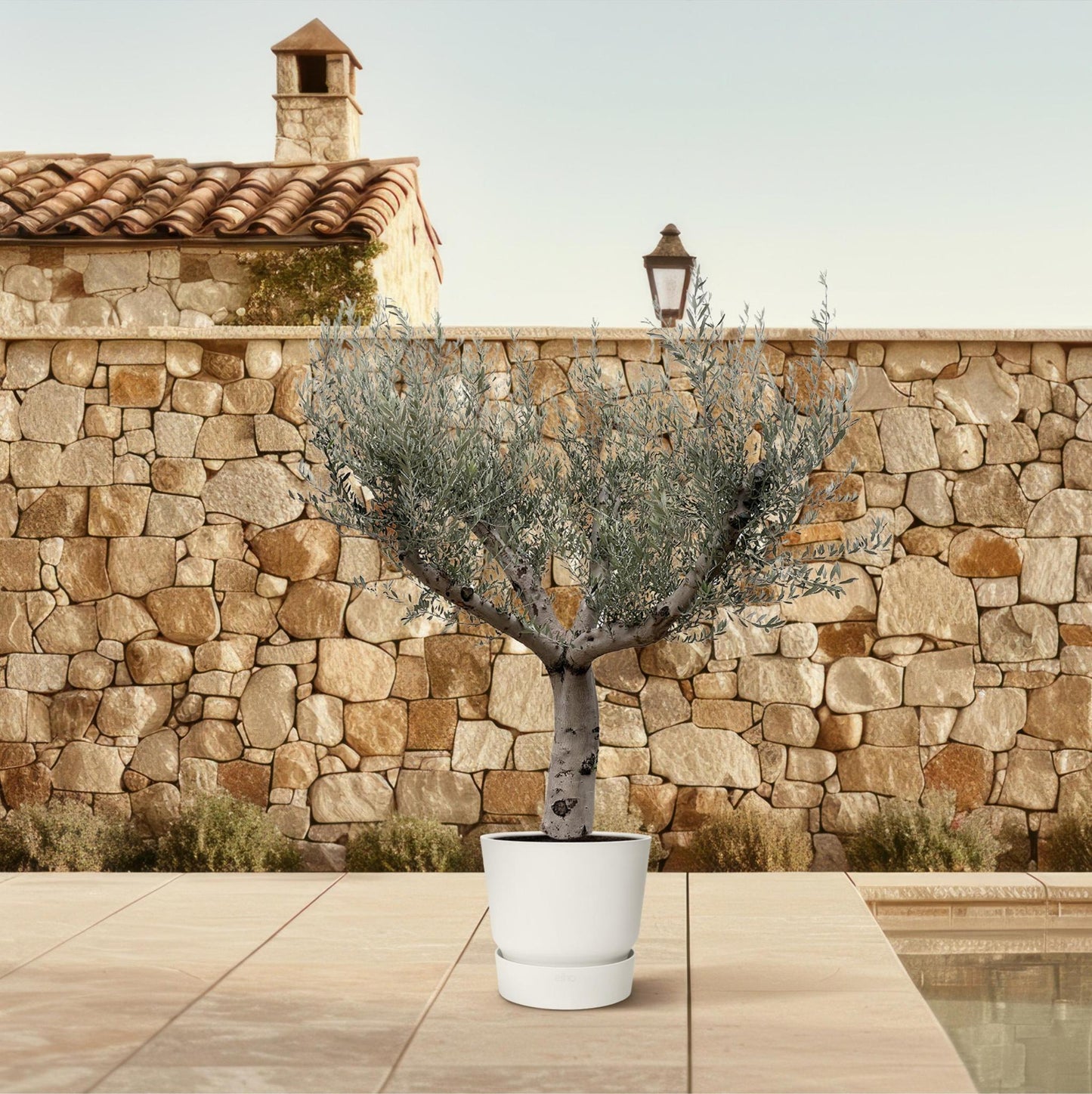 Olea europaea Cultivo – Großzügiger Olivenbaum für eindrucksvolle Außenbereiche (250 cm Höhe, Ø 80 cm)