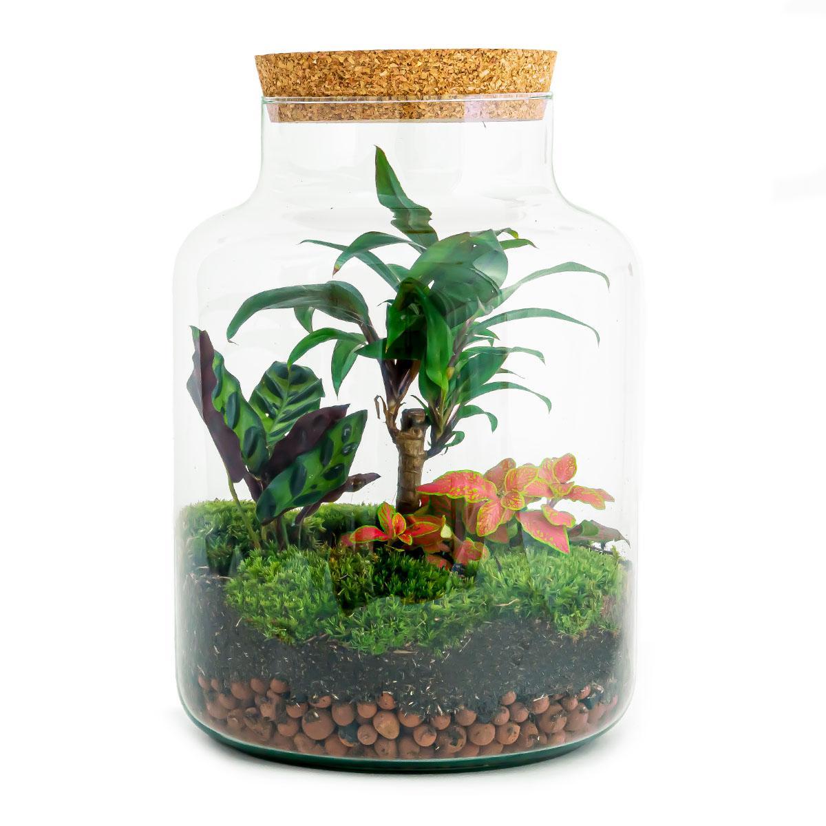 Terrarium - Milky Palm - ↕ 30 cm