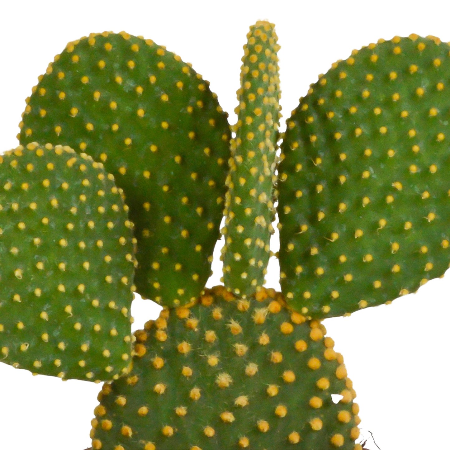 Opuntia microdasys – Kompakte Feigenkaktus-Pflanze (12 cm Höhe, ohne Topf)