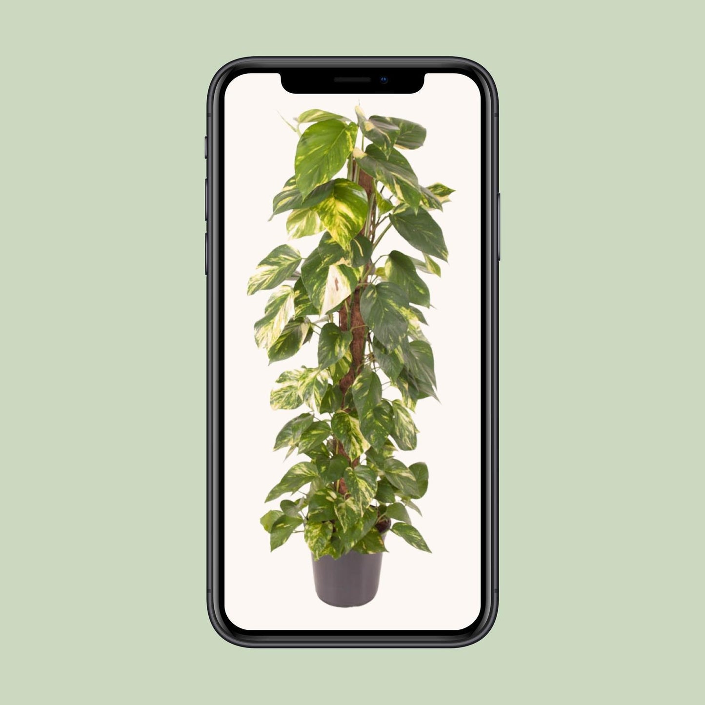 Epipremnum Pinnatum - Ø24cm - ↕120cm