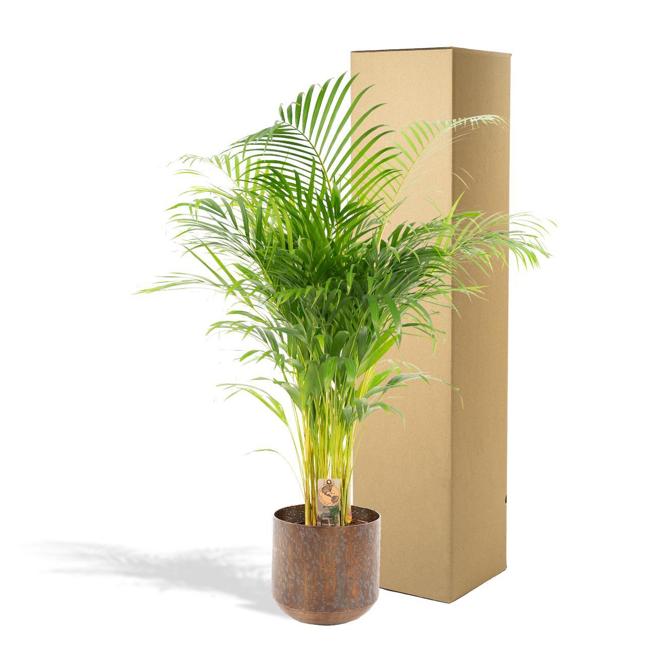 Areca-Palme mit Topf - ↨130cm - Ø24cm