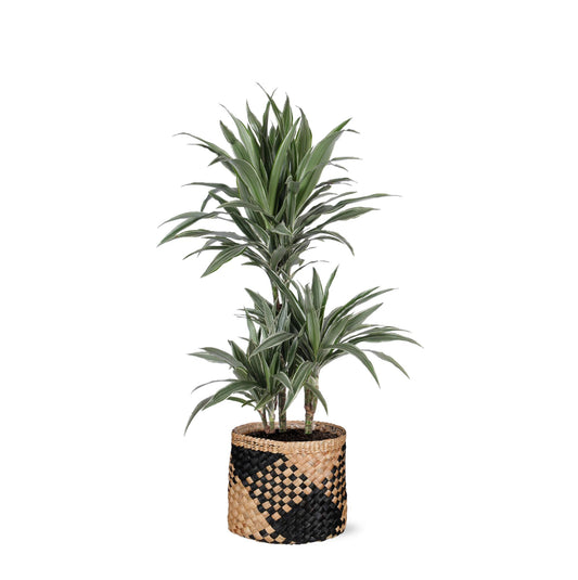 Dracaena Warneckii Ø21cm, ↕65cm im Albury BLACK Print-Korb