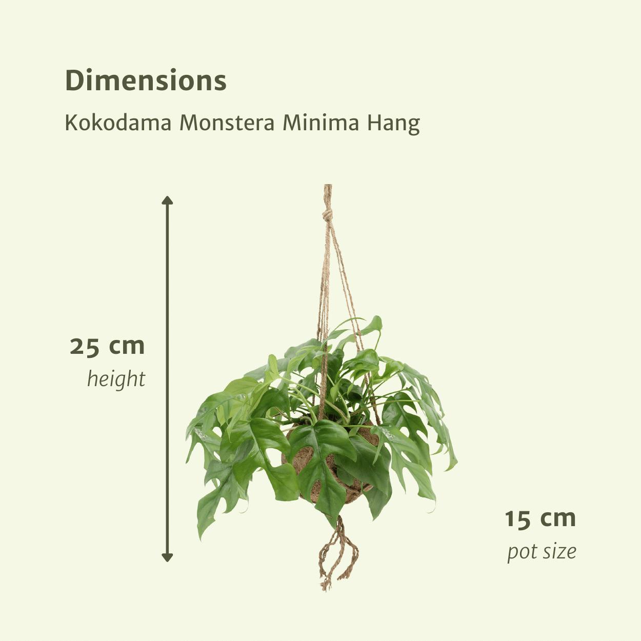 Kokodama Monstera Minima Hang (Lochpflanze) - 2 Stücke - Ø15cm - ↕25cm