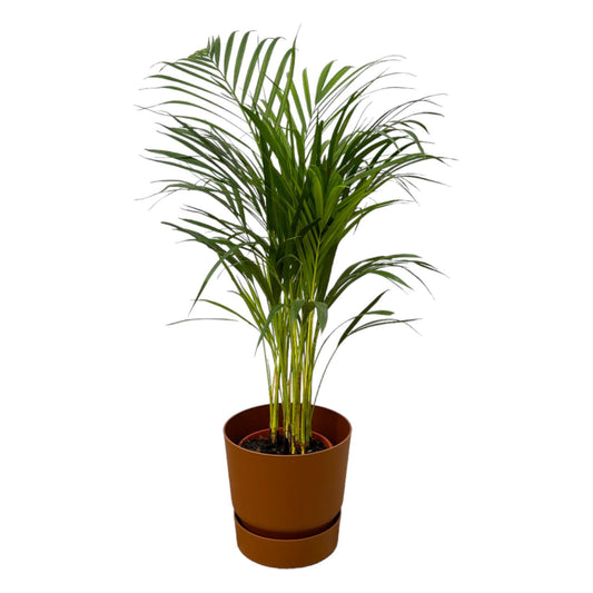 Areca-Palme - 85 cm Höhe - Ø19 cm - Inklusive Elho Greenville Round Topf (Braun) D24xH23 - Exotische Zimmerpflanze für stilvolle Innenräume