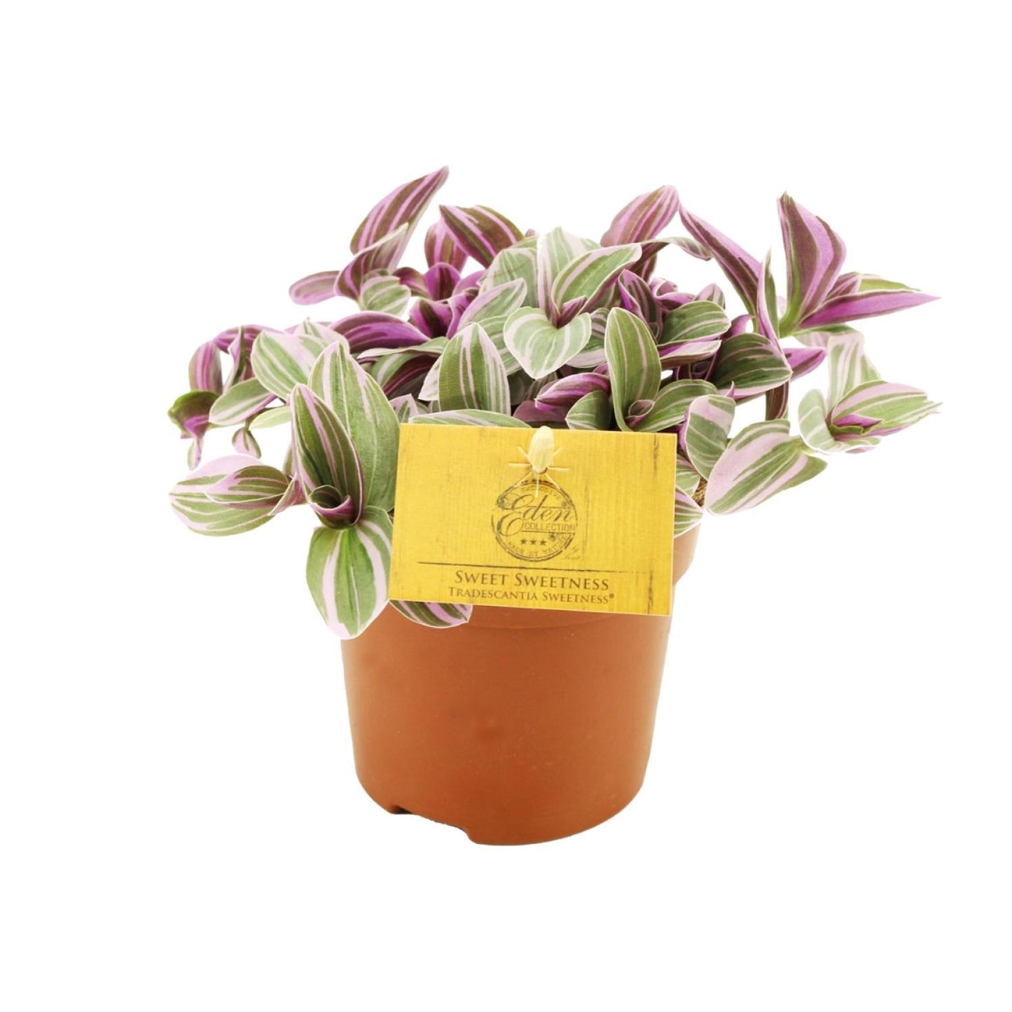 Tradescantia Sweetness - Ø10,5 cm - ↕10,5 cm