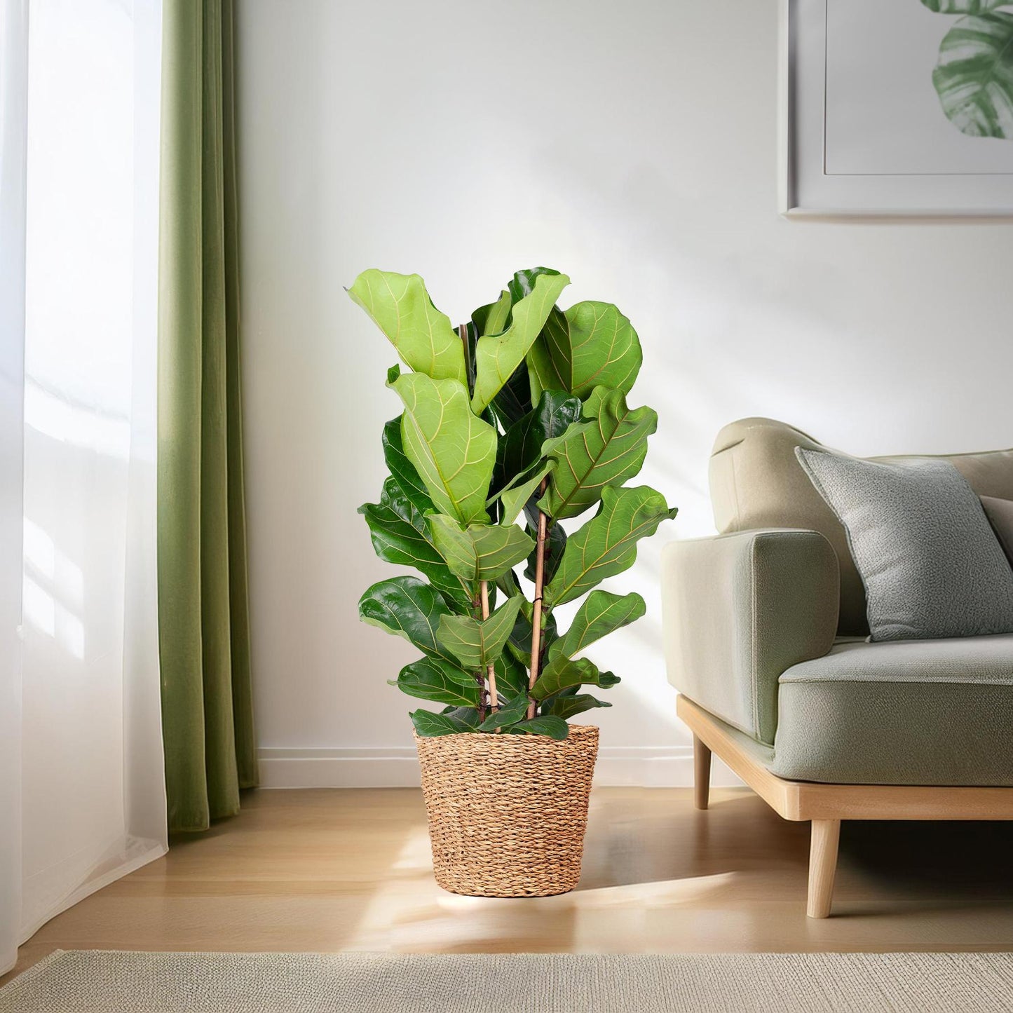 Ficus Lyrata XL mit Korb Torun - 140cm - Ø27