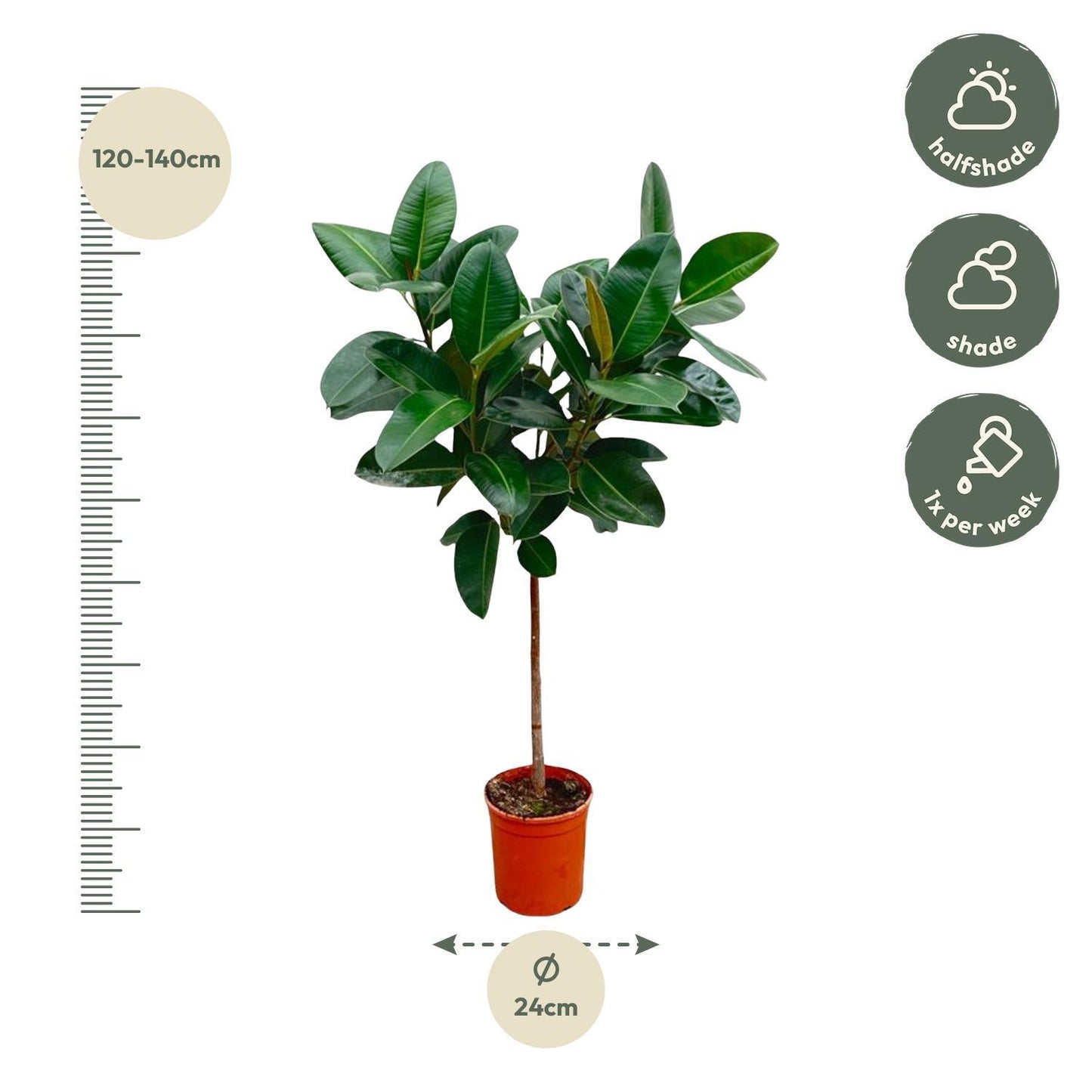 Ficus Elastica Robusta am Stamm - 130 cm - ø24