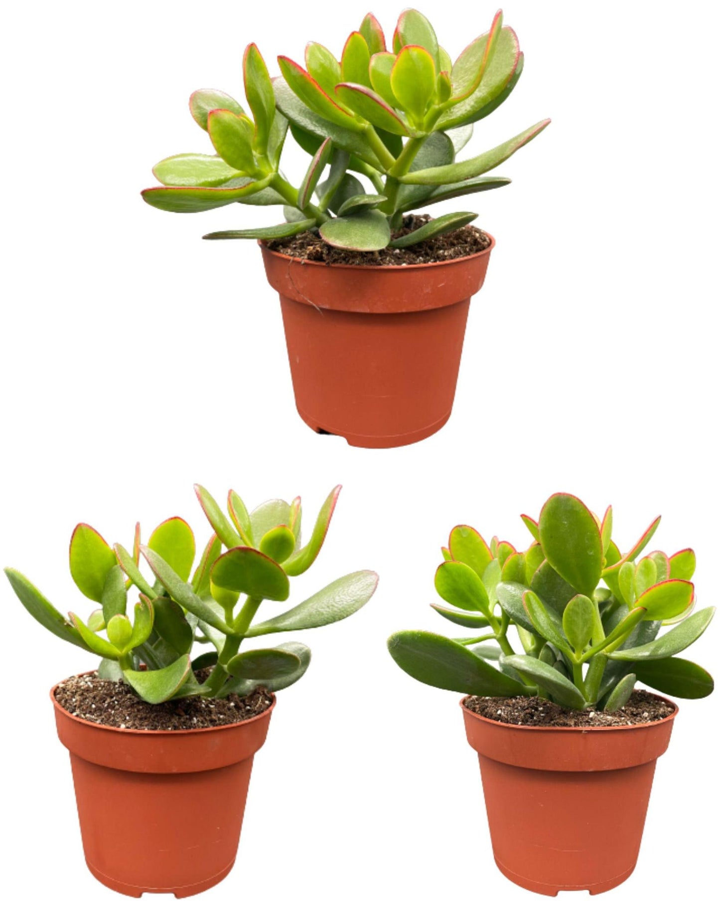 Sukkulenten - Crassula Ovata - 12cmØ- 15-20cm Hoch- (3 Stück)