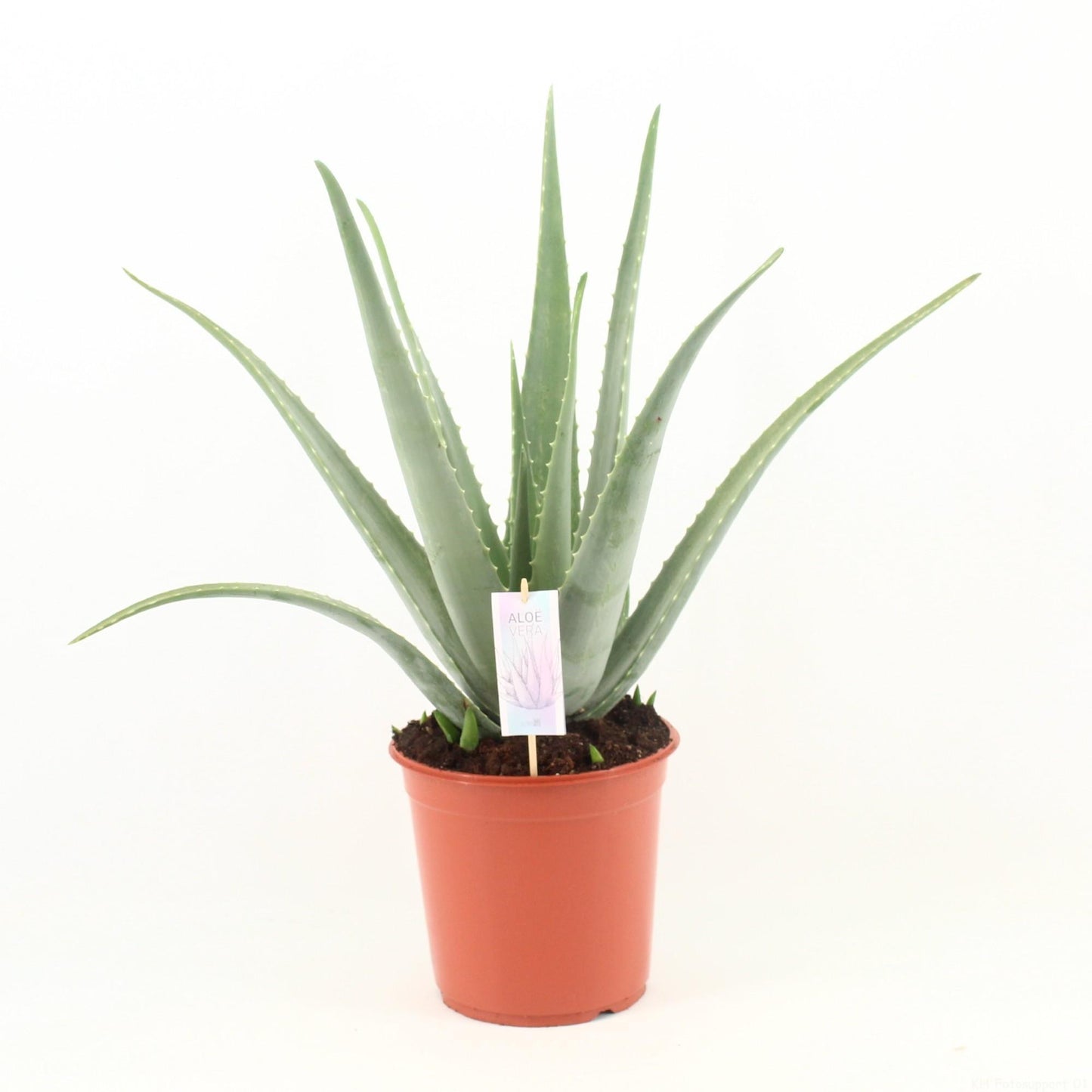 Aloe Vera - Ø24cm - ↕70cm