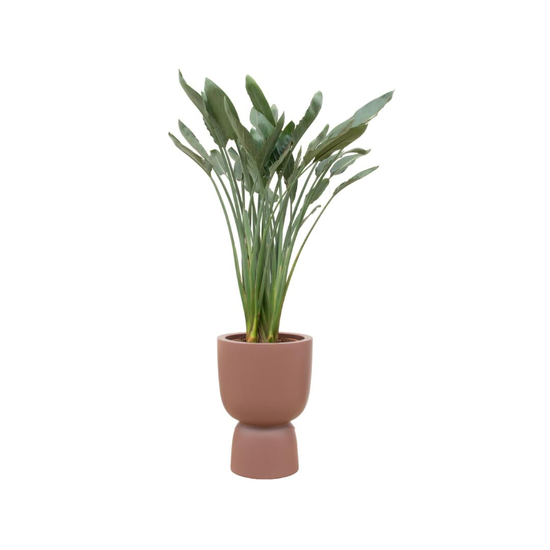 Combi deal - Strelitzia Reginae inclusief elho Pure Coupe bruin Ø41 - 190 cm