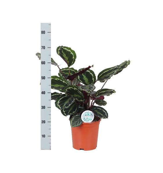 Calathea Medaillon Ø21cm - ↕70cm in Albury BLACK print Korb