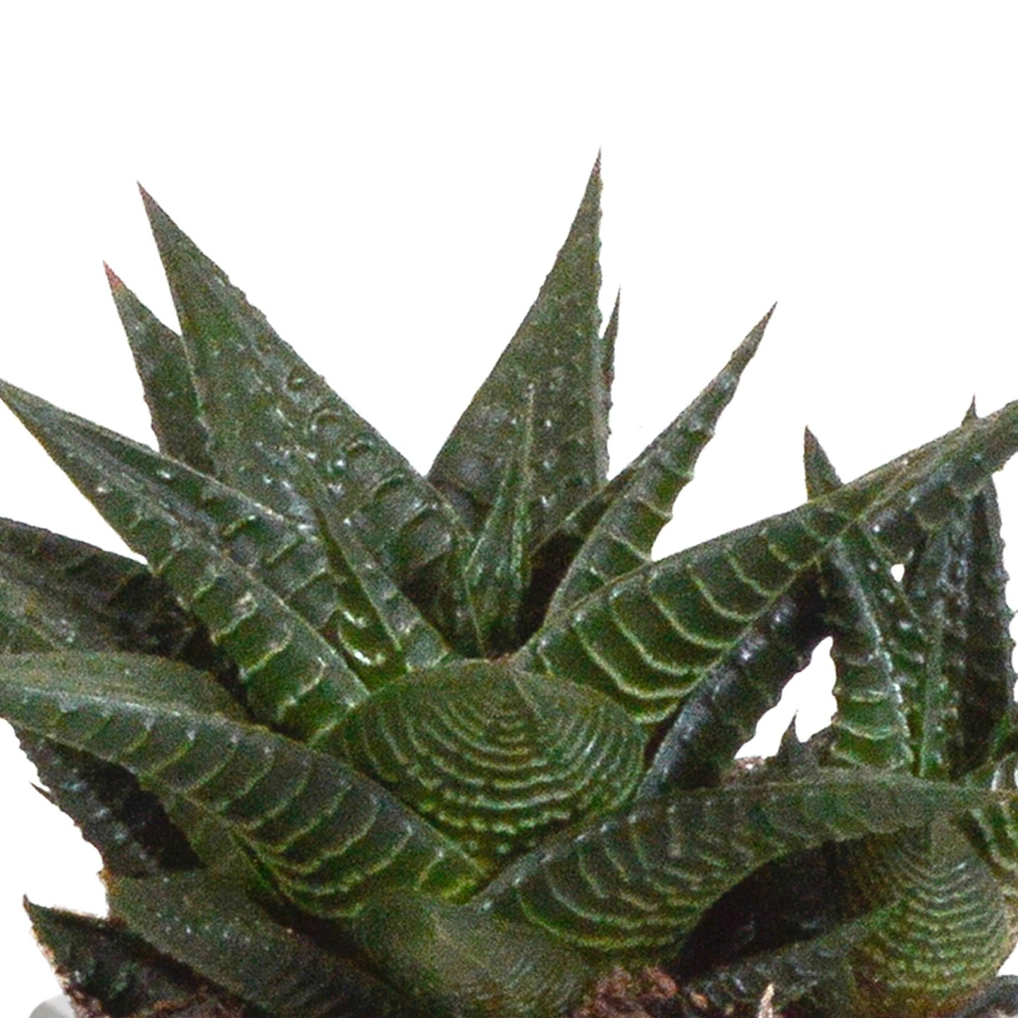 Gasteria/Haworthia-Mischung 8,5cm - 3x - im Terrakotta-Topf