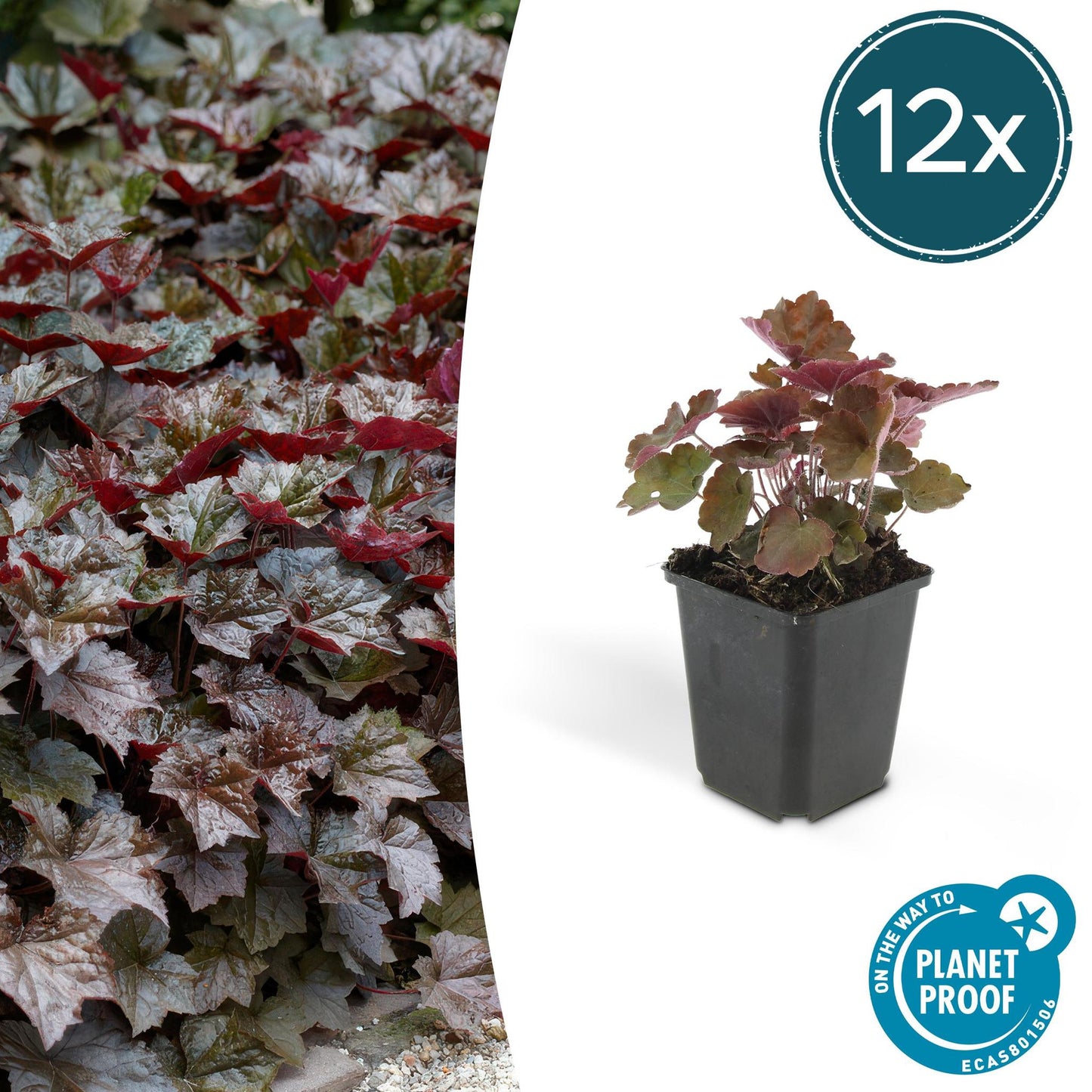 Heuchera 'Palace Purple' - ↕25cm - Ø9cm  - 12x