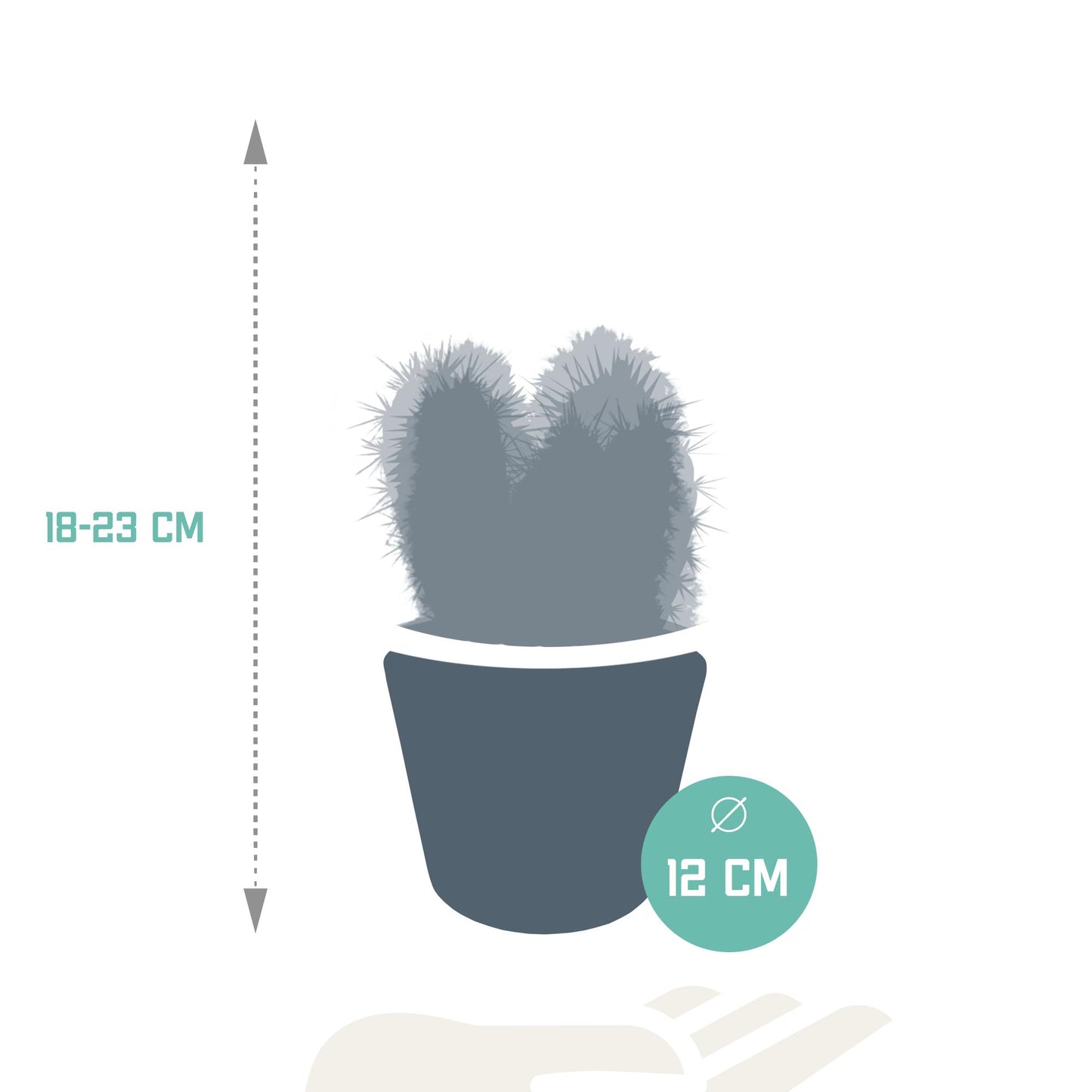 Cereus-Mischung 10,5 cm - 3x - im weißen Topf