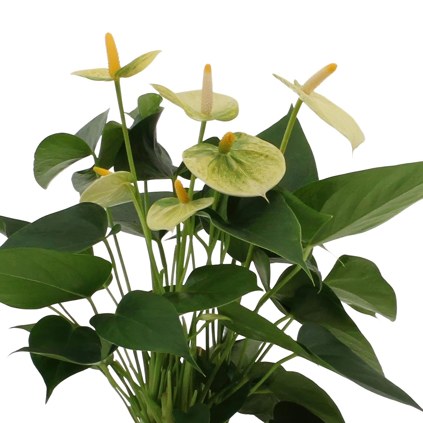 Anthurium andreanum Vanillie inkl. PURE zinktopf - 45cm - Ø12