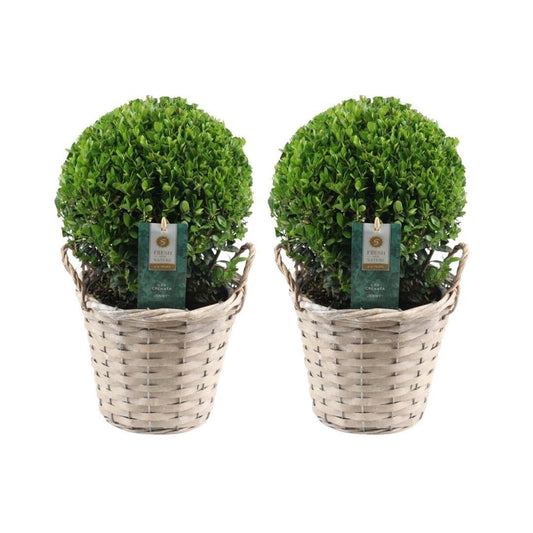 Ilex crenata 'Jenny' Kugelform | 2er-Set in Rattan-Korb | Winterharte Buchsbaum-Alternative | Ø20 cm