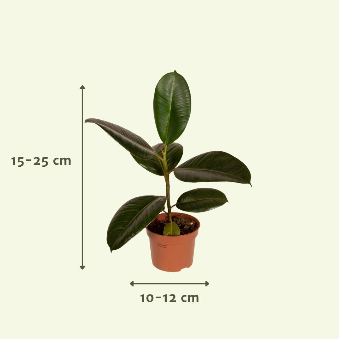 verschiedenen Zimmerpflanzen  15-25 cm - Ø10-12 cm (10x)