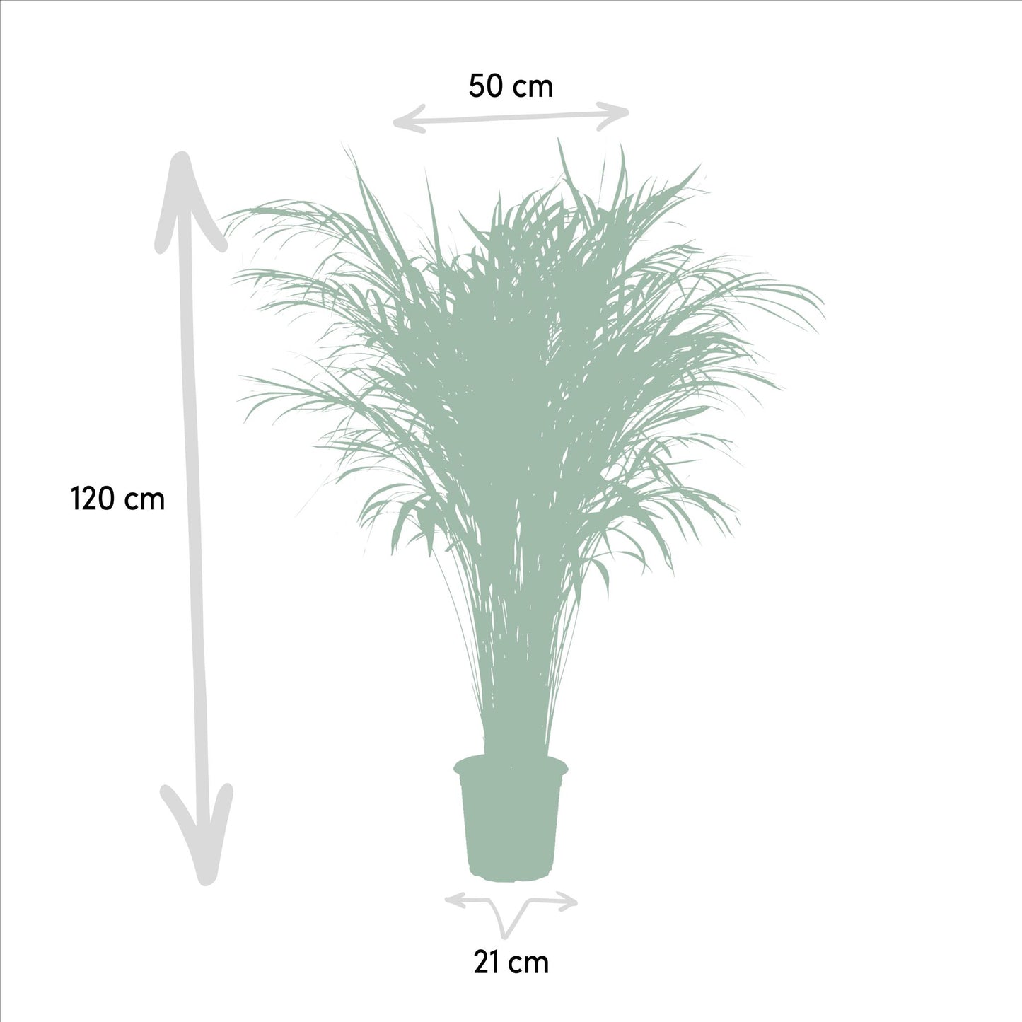 Areca-Palme - Ø21cm - ↕110cm